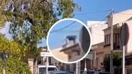 El ladrón 'Spiderman’ siembra el pánico en Mallorca: vecinos lo graban trepando por fachadas en pleno día