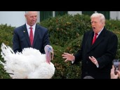 The origins of the presidential turkey pardon
