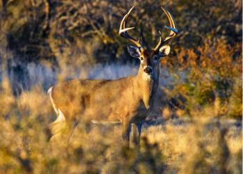 Deer, Turkey, Quail General Seasons Open Nov. 1