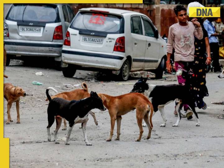 Supreme Court's MAJOR crackdown on stray dogs: Orders authorities to remove them