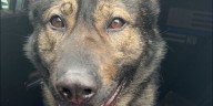 State police K9 locates missing child with mental disability