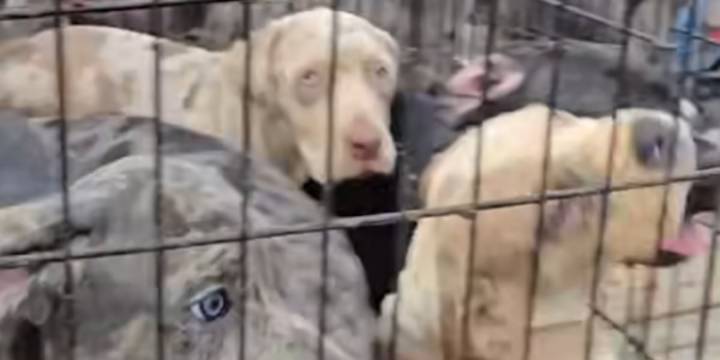 Southern Kentucky animal shelter receives 25 dogs rescued as part of animal cruelty case