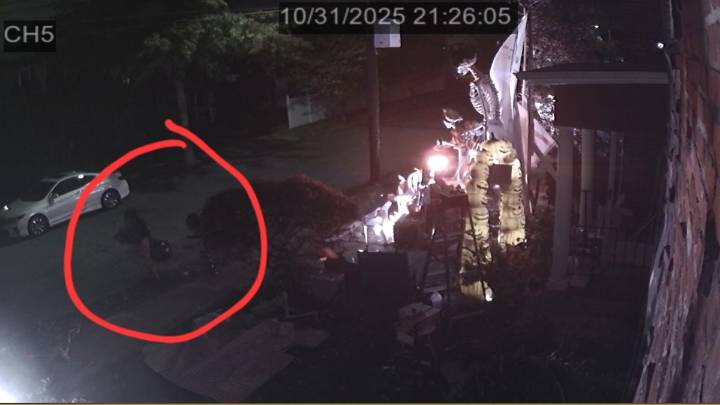 Halloween night theft at Bad Bunny display in Watertown, MA?