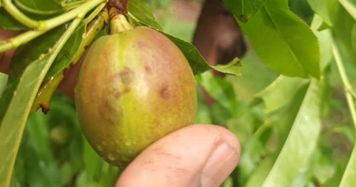 Martín Soria pidió declarar la emergencia frutícola tras el granizo en Río Negro y Neuquén