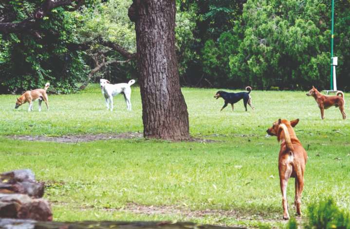 ‘Stray dog attack on foreigners affects public safety & tourism’