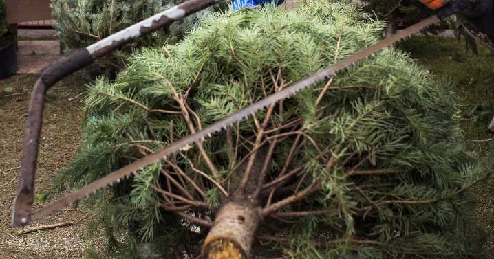 Canada's Christmas tree sellers seeing high demand