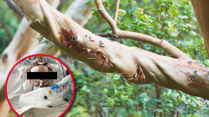 Niño muere trágicamente tras caerle rama de un árbol; padres demandan a la ciudad
