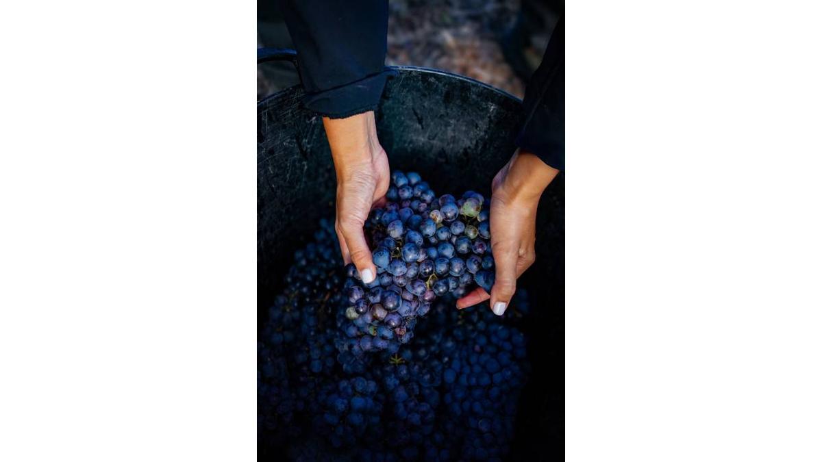 Piedra Fluida: vinos canarios con proyección global