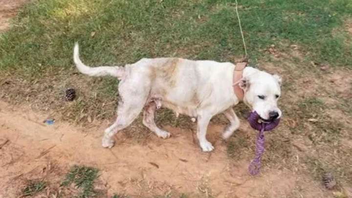 Virginia Dog Chained Outside For Years Finally Learns What Love Feels Like