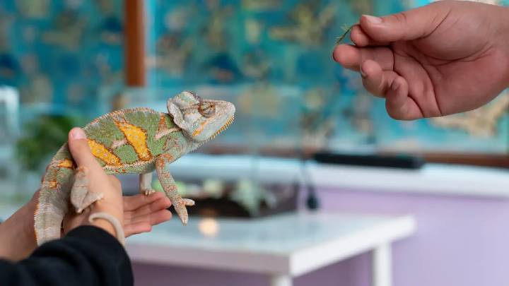 Falso refugio resguardaba más de 470 animales exóticos protegidos: tenían fachada de ONG