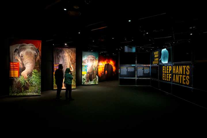 We thought we knew a lot about elephants. The newest exhibit at the Denver Museum of Nature and Science proved us wrong