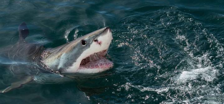 Ataque de tiburón dejó una mujer fallecida y un hombre en estado crítico en Australia