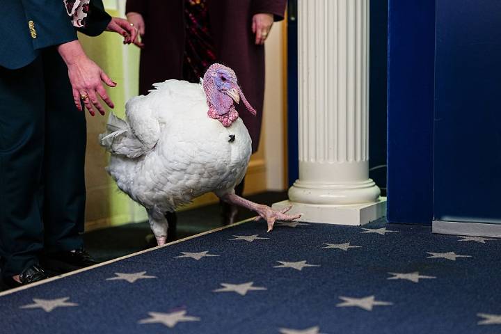 Watch live: White House turkey pardoning