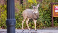 Mule Deer Buck With Bizarre, Rare Antler Break Turns Heads In Sheridan