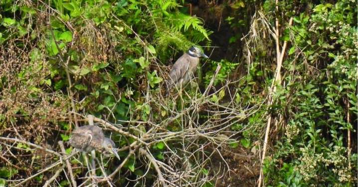 Descubren por primera vez en el Quindío la Garza Manglera, una especie que amplía la riqueza avifaunística del departamento