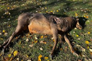 Wasted elk and illegally harvested mule deer found in northern Idaho