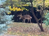 Oh, deer: Rutting bucks are snacking their way across Staten Island