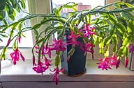 Garden Talk: Tips to help your Christmas cactus bloom