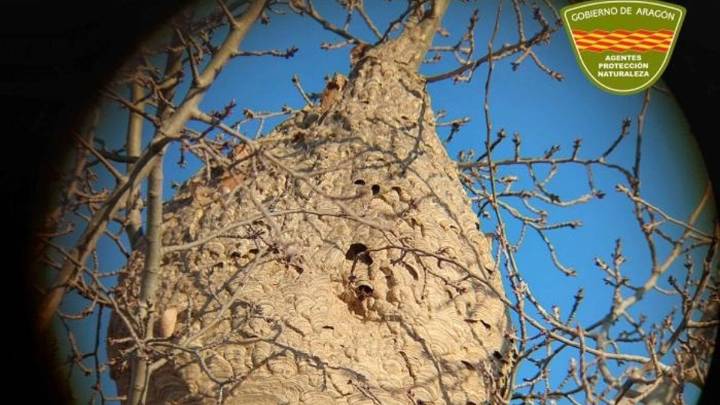 La avispa asiática se expande en Aragón: los apicultores piden colaboración ciudadana para frenar su avance
