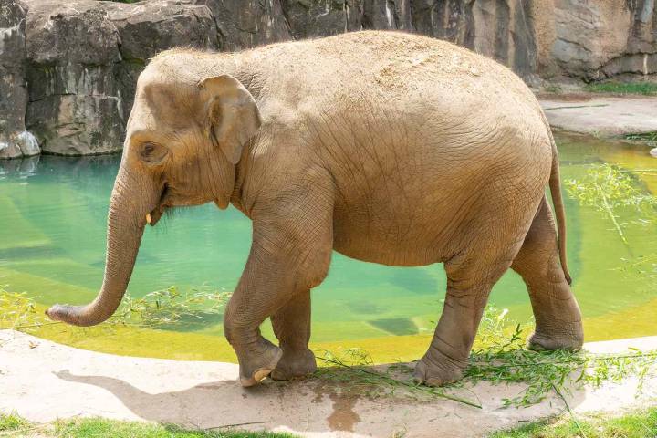 National Zoo in Washington D.C. Announces Its First Asian Elephant Pregnancy in Nearly 25 Years
