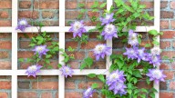 The Right Way To Tie Plants To A Trellis—plus The Mistake New Gardeners Commonly Make