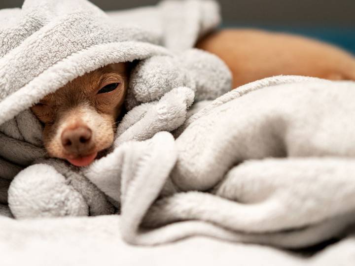 Cómo detectar la hipotermia en perros