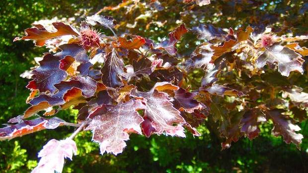 A 103-year-old tree in North Saanich grew from seeds from Flanders Fields. Who planted it?