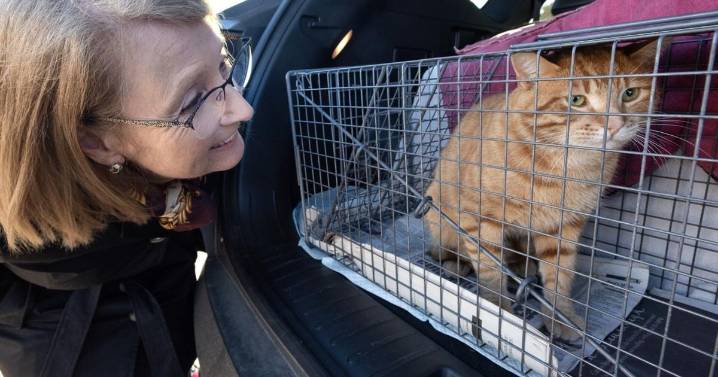 Volunteers needed to curb feral cat problem