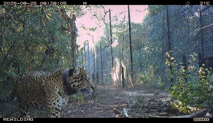 Una señal perdida y un collar en el río. Esta es la principal hipótesis sobre la desaparición de una yaguareté en Chaco