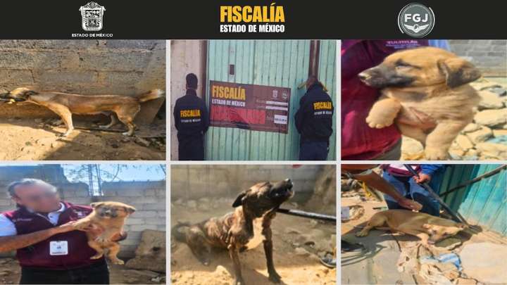 Rescatan a seis perros por maltrato en Tultitlán