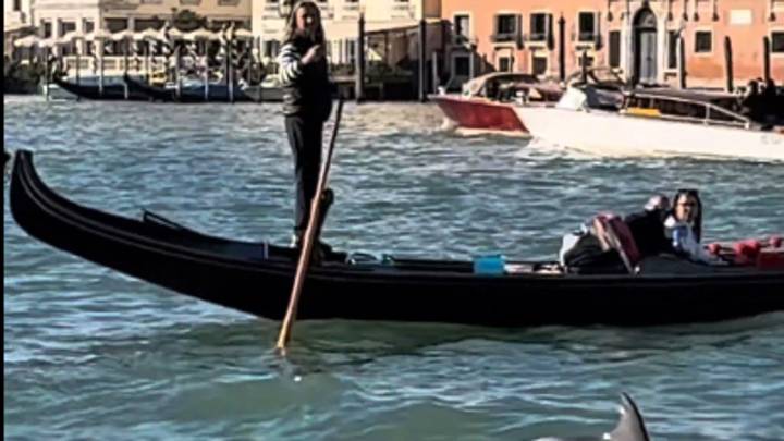 "Mimmo", un delfín, se cuela en las aguas de Venecia frente a la plaza de San Marcos