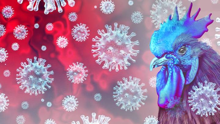 Alerta tras segunda muerte por peligrosa variante de gripe aviar en Estados Unidos