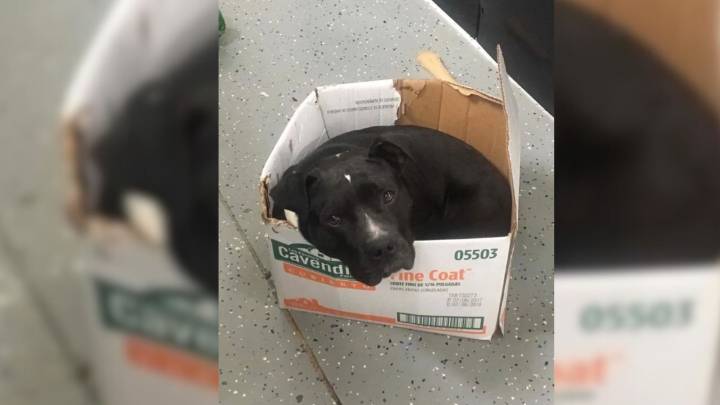 Rescued Dog In Michigan Holds On To Cardboard Box After Life On Streets