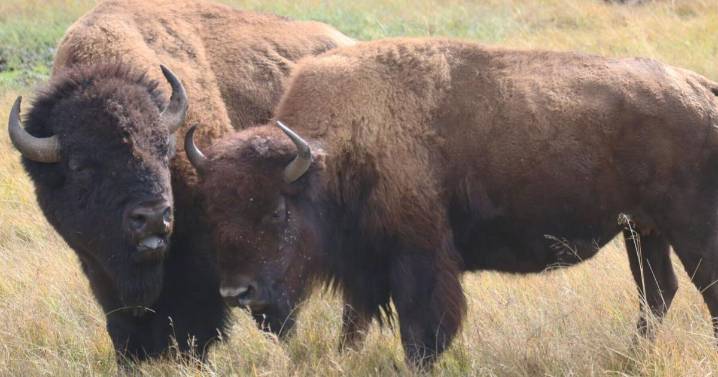 Room to roam? Bison advocates ask court to force complete environmental analysis