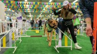 Llega Expopet Medellín, una feria dedicada al bienestar animal