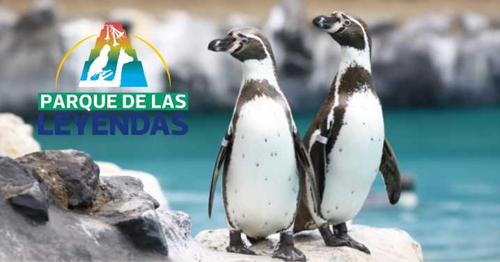 Ingreso al Parque de las Leyendas desde S/5: ¿quiénes pueden acceder al beneficio durante diciembre?