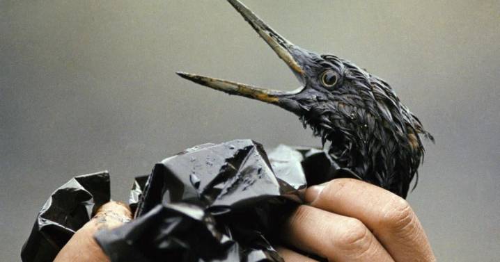 'Fool's errand': Why the Exxon Valdez looms large over northern pipeline debate