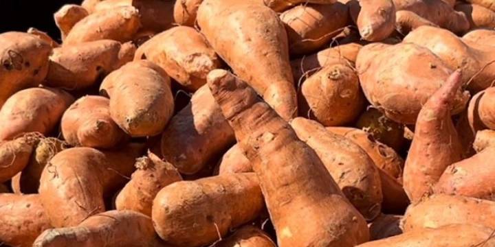 Free sweet potatoes ahead of Thanksgiving in Pickens County