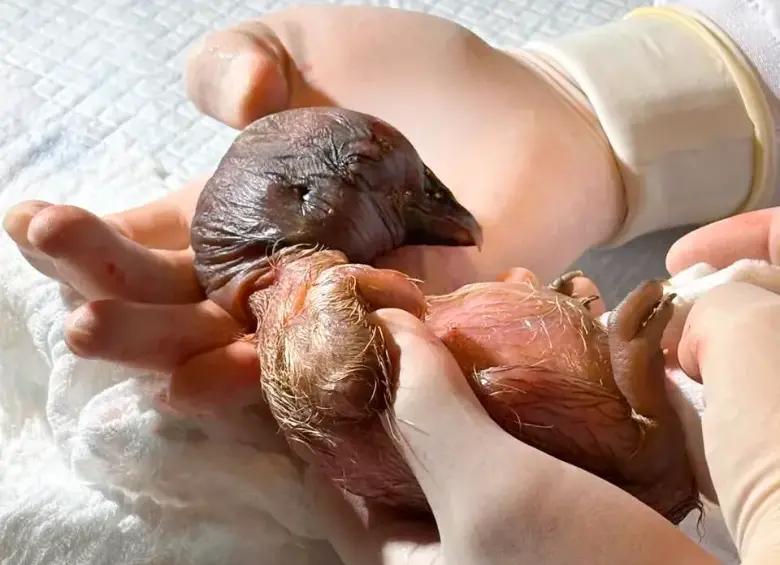 Cría de cóndor andino en Colombia