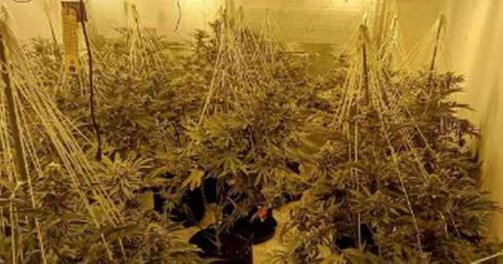 Electricians tipped police off to cannabis farm near Nottingham tram stop