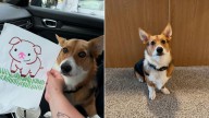 Pennsylvania Corgi Surprises His Mom With An Adorable Daycare Gift