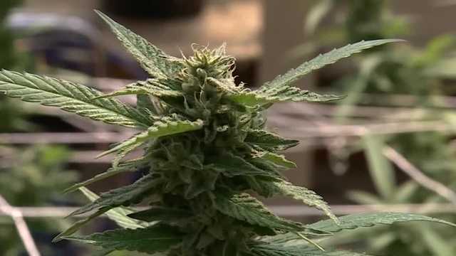 Alabama Cannabis Coalition says provisions in federal spending bill could outlaw all cannabis products