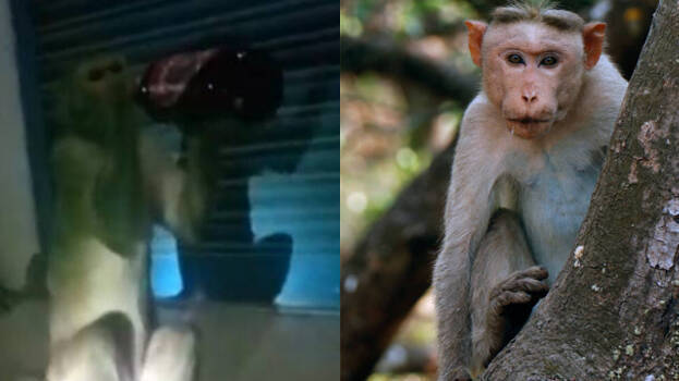 Locals fed up with 'alcoholic' monkey; ape that snatches beers and gulps in one go