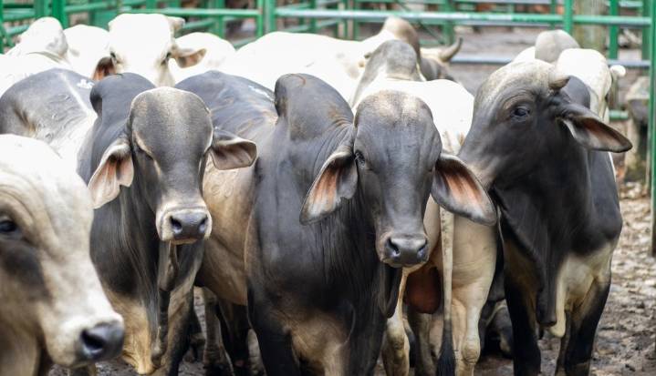 Para las exportaciones ganaderas, la certificación y trazabilidad ya no son opcionales