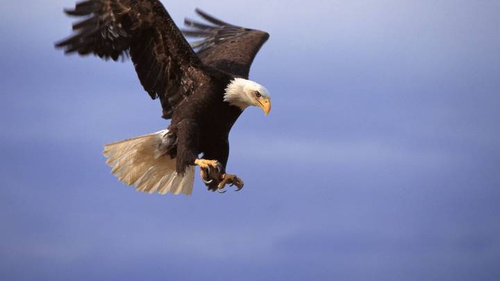 “Al conservar al águila, se protege también todo el ecosistema que depende de ella” afirma Sebastián Betancourt, ornitólogo de la CAM