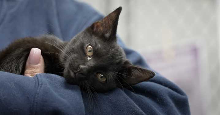 Demand and donations surge at AniMeals pet food bank