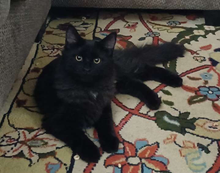 OCHS adoptable pet: Raven is not a bird, but a floofy cat