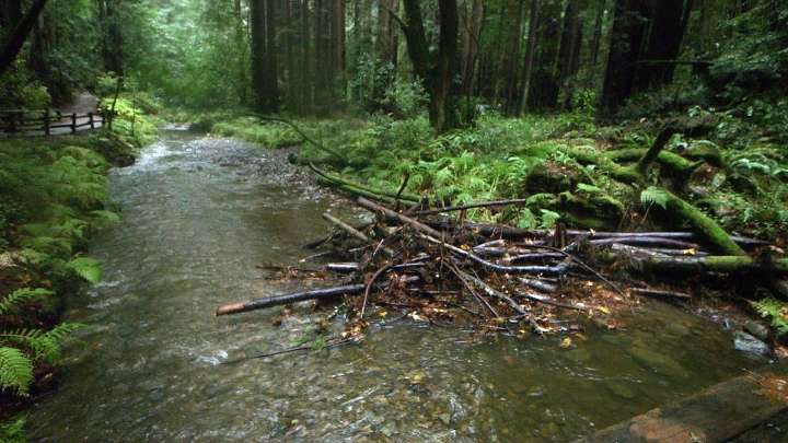 Muir Woods untidies its creeks to help endangered salmon