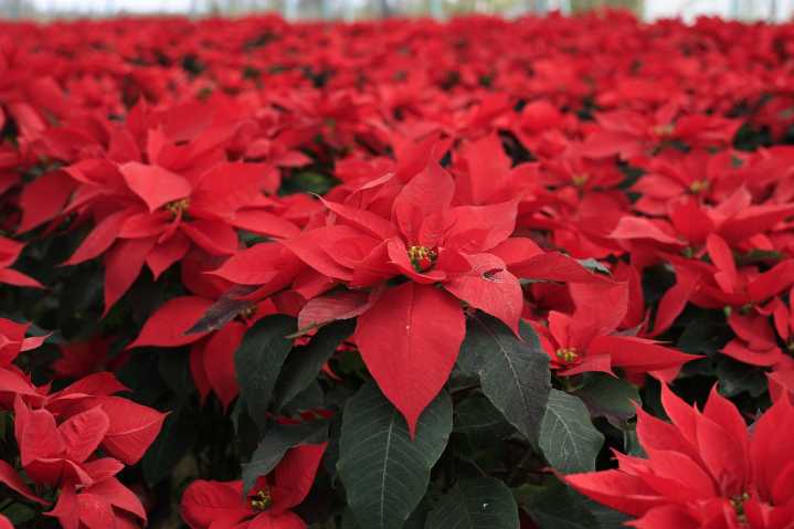 Destaca Clara Brugada producción histórica de 1 millón 800 mil flores de nochebuena en 2025; garantiza continuidad de apoyos a productores