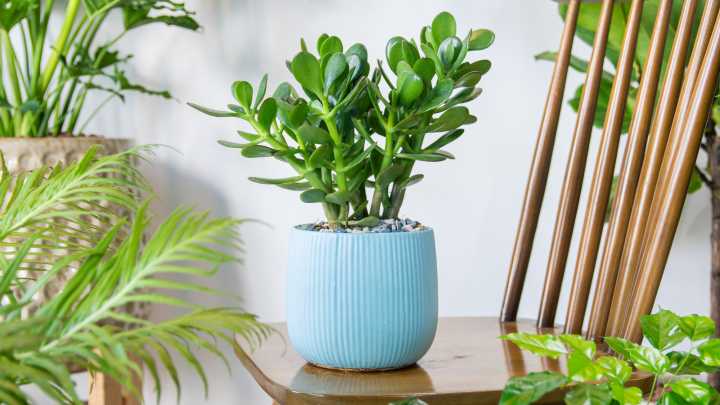The Best Spot For Your Jade Plant That Can Improve Your Luck, According To Feng Shui